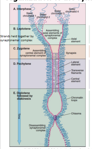 <ol><li><p>pairing of homologous chromosomes </p></li><li><p>initiation of recombo </p></li><li><p>formation of synaptonemal complex</p></li><li><p>completion of recombo </p></li></ol><p></p>