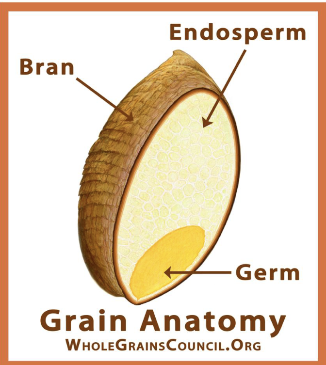<p>Bran - rich in antioxidants, B vitamin, fiber</p><p>Endosperm - essential nutrients to plants; rich in starchy CHO, small amount of proteins, vitamin, & minerals</p><p>Germ - Core of seed, rich in B vitamin, protein, mineral, PUFA</p>