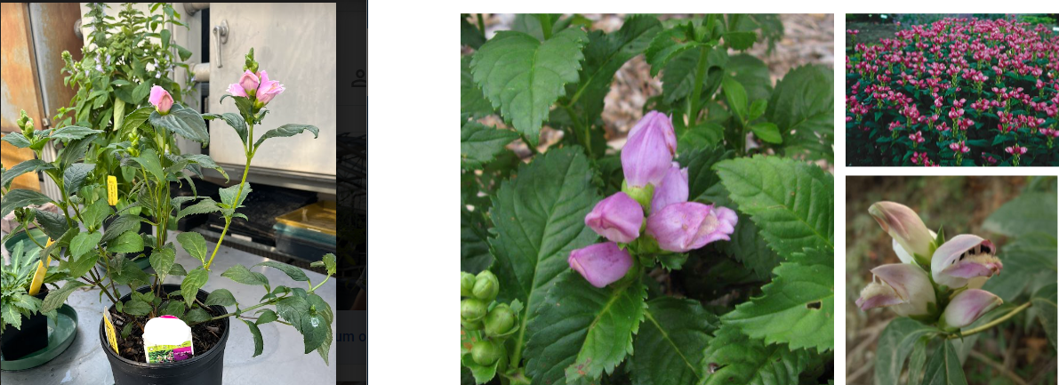 -flowers look like turtle heads
-toothed leaves