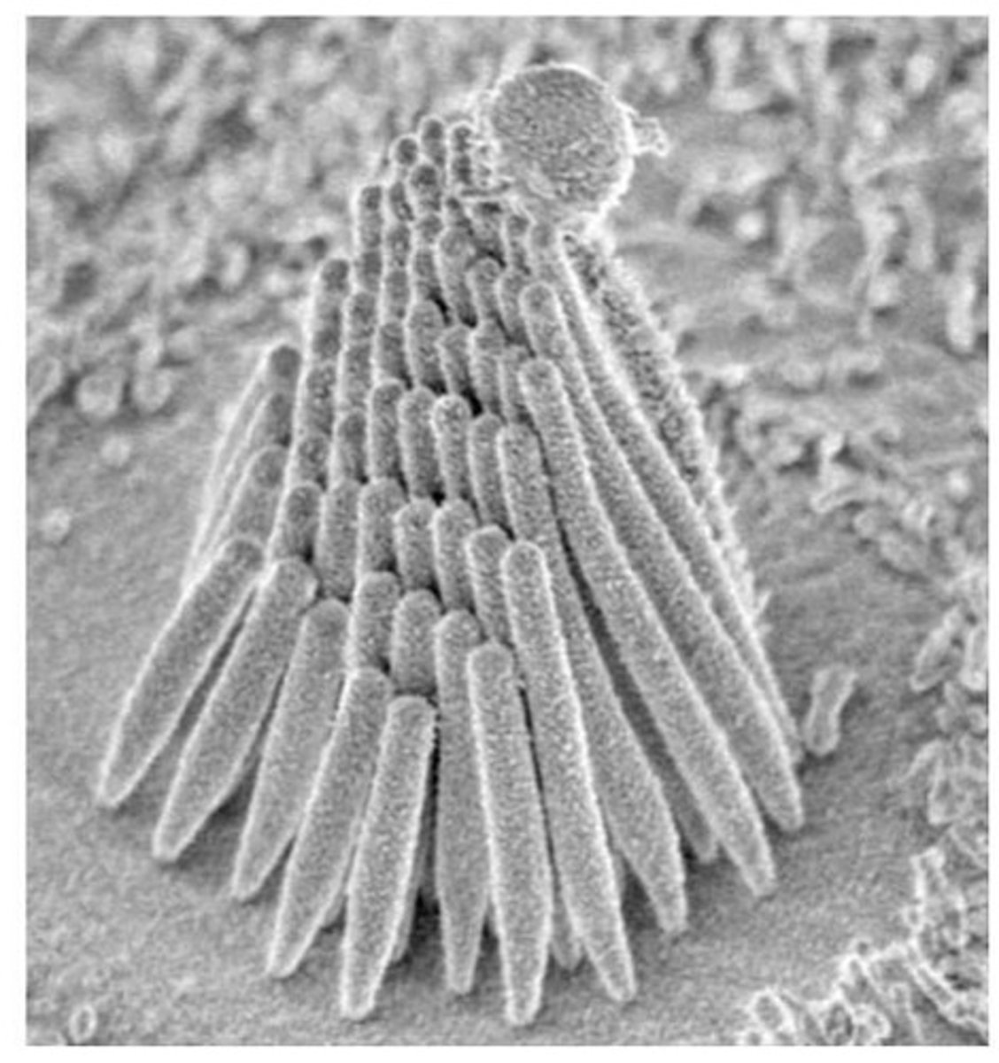 <p>Mechanoreceptors for hearing and equilibrium.</p>
