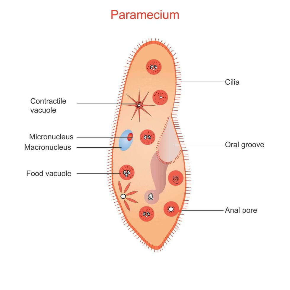 <p>a unicellular eukaryotic protist found in all types of water (marine, fresh , brackish)</p><p>they have hundreds of villi surrounding their outer surface </p>