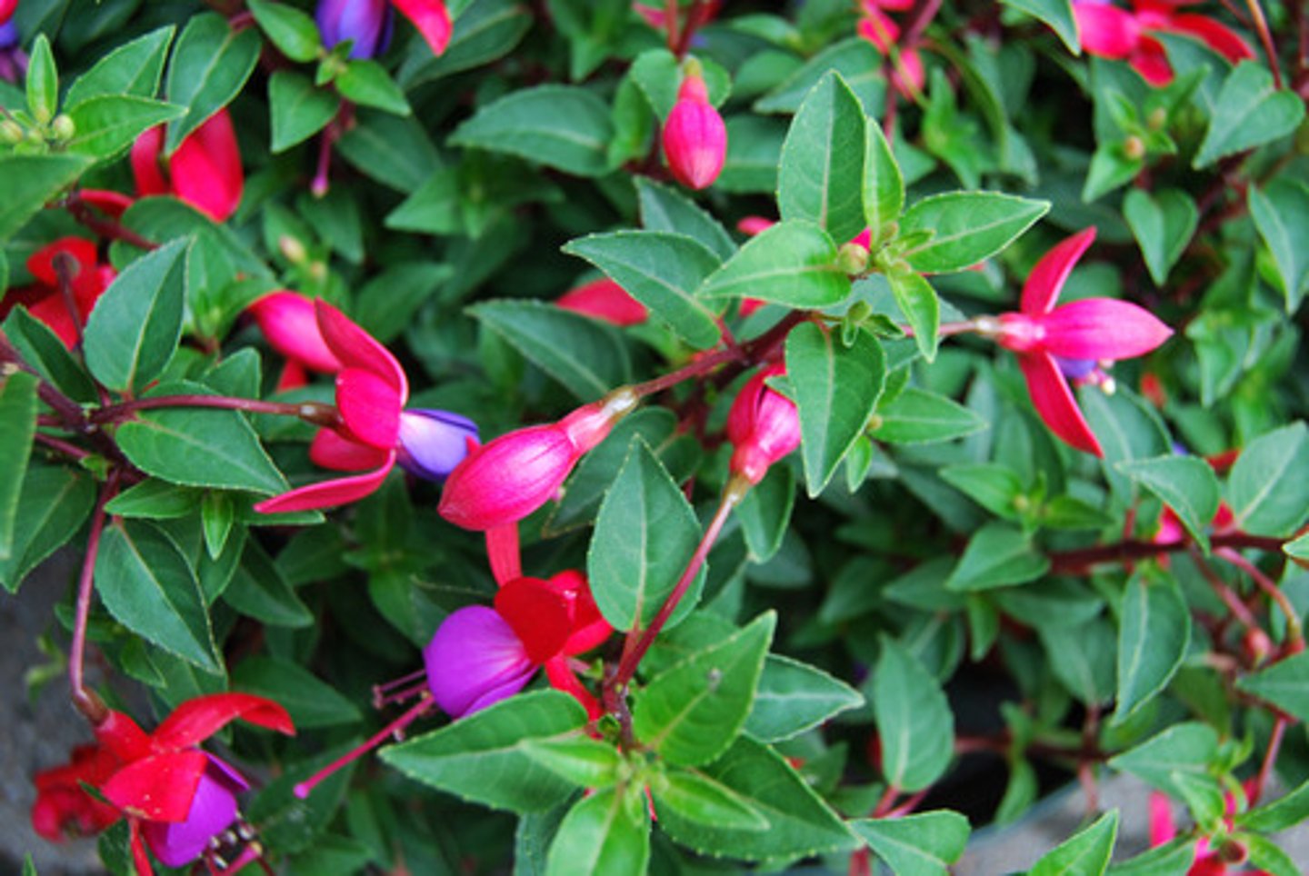 <p>;a dark purplish red color.</p>