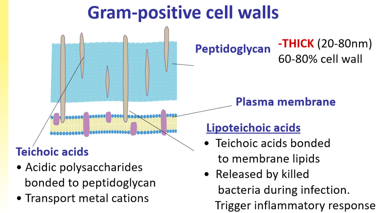 <p>what are the two different types of pathogenic bacteria </p>