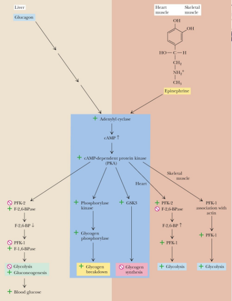 <p>29-residue peptide hormone from pancreatic α-cells that raises blood glucose by stimulating glycogenolysis and gluconeogenesis.</p><p>stim glycogen breakdown and inhibit glycogen synthesis </p>