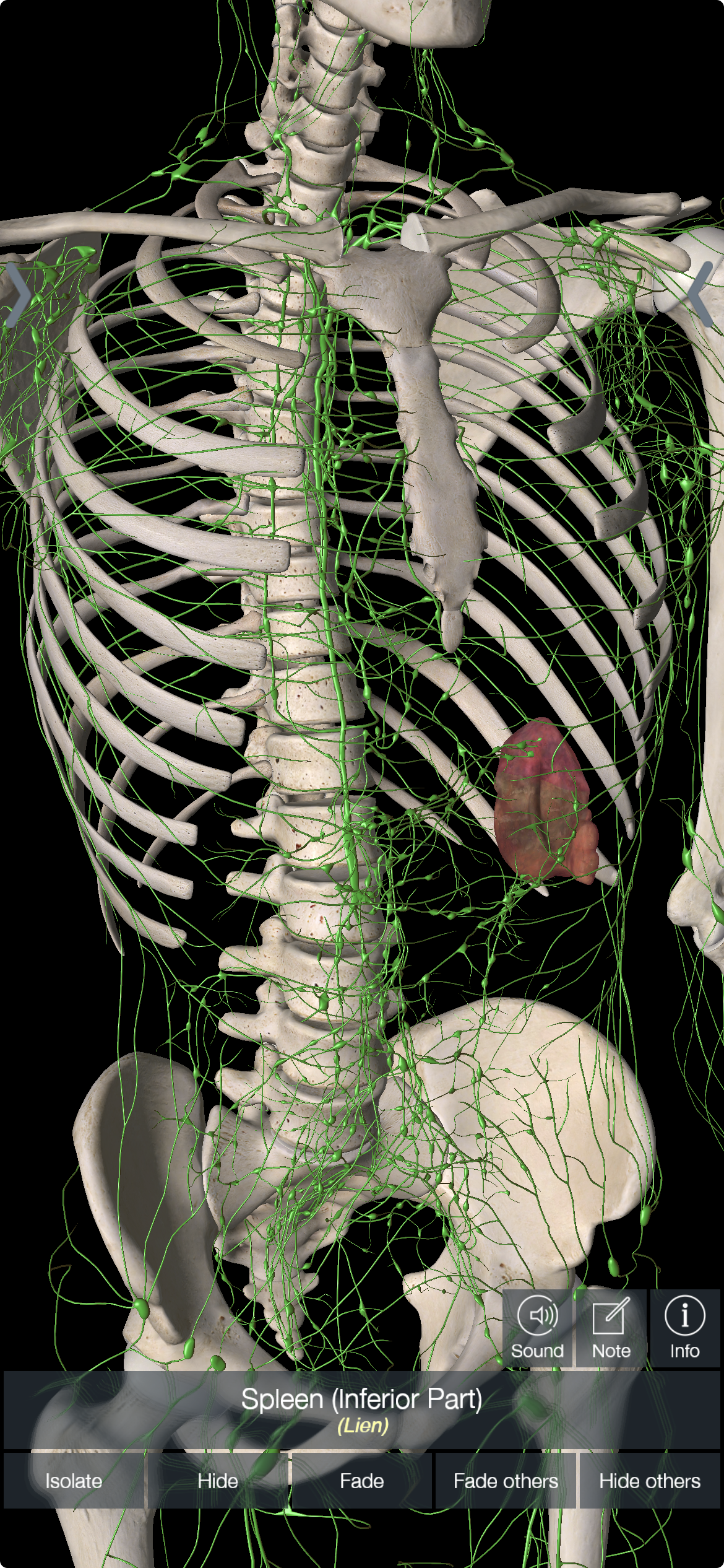 <p>SPLEEN</p>
