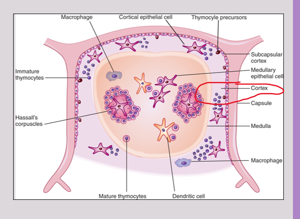 <p><span>outer region of the thymus</span></p><p><span><strong>Generation and proliferation:</strong> Immature T cells are produced and multiply in the cortex</span></p>