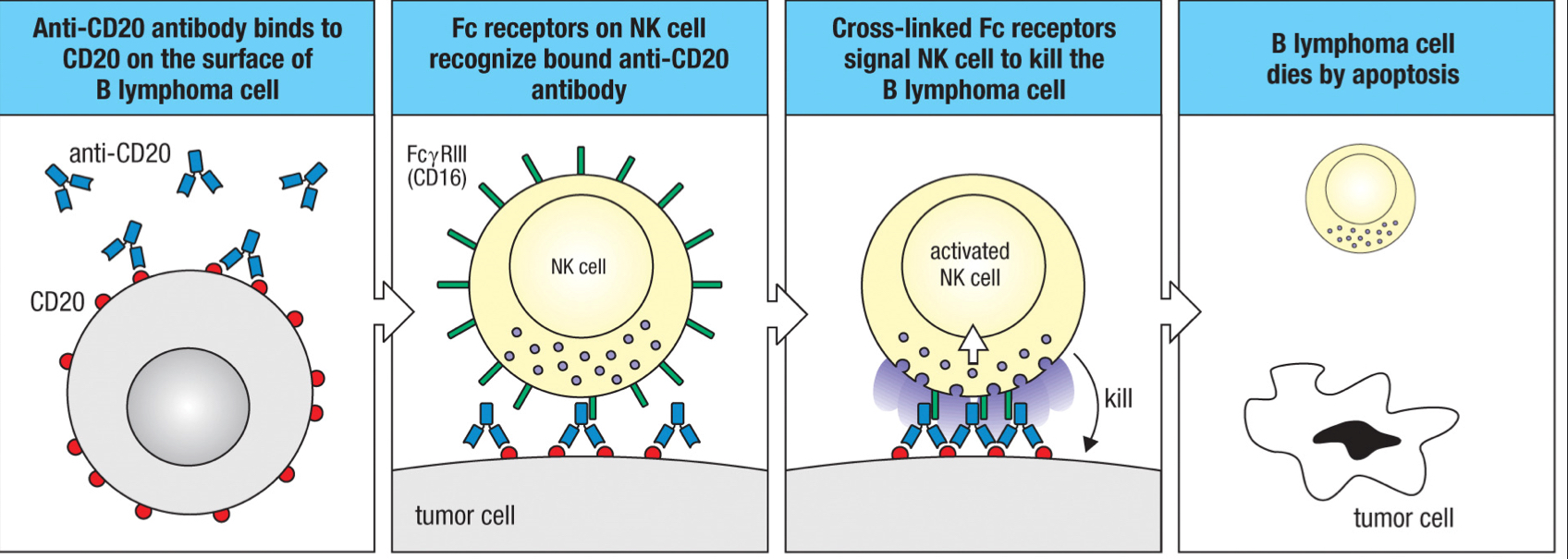 <p>the mechanism of killing infected cells; natural killer cells recognize human cells coated by IgG1 or IgG3 that binds to cell surface components and kill those cells</p>