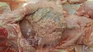 <ul><li><p><span><span>Infection in pigs caused by Glaesserella parasuis</span></span></p><ul><li><p><span><span>  Causes inflammation of the body's cavities, joints, and brain</span></span></p></li><li><p><u>Polyserositis</u>, polyarthritis, meningitis</p></li></ul></li></ul><p></p><p>Polyserositis is inflammation with fluid buildup in two or more serous membranes, such as the pleura (around the lungs), pericardium (around the heart), and peritoneum (around the abdomen)</p>