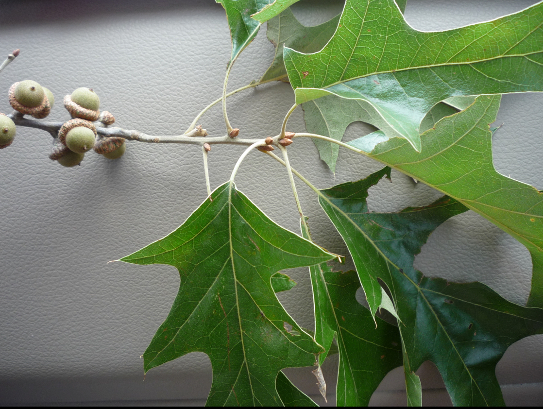 <p>cherrybark oak </p>