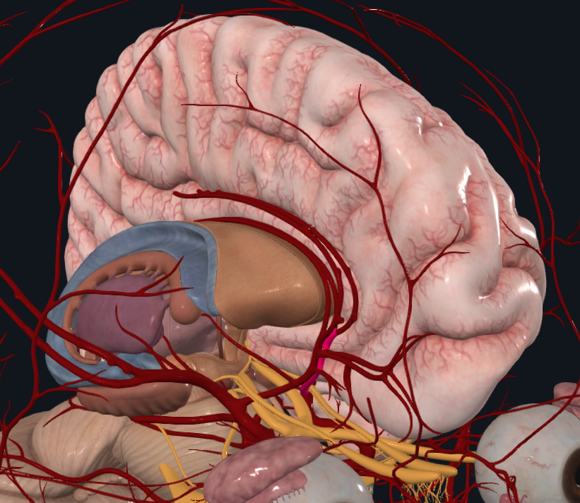 <p>What is highlighted in pink</p>