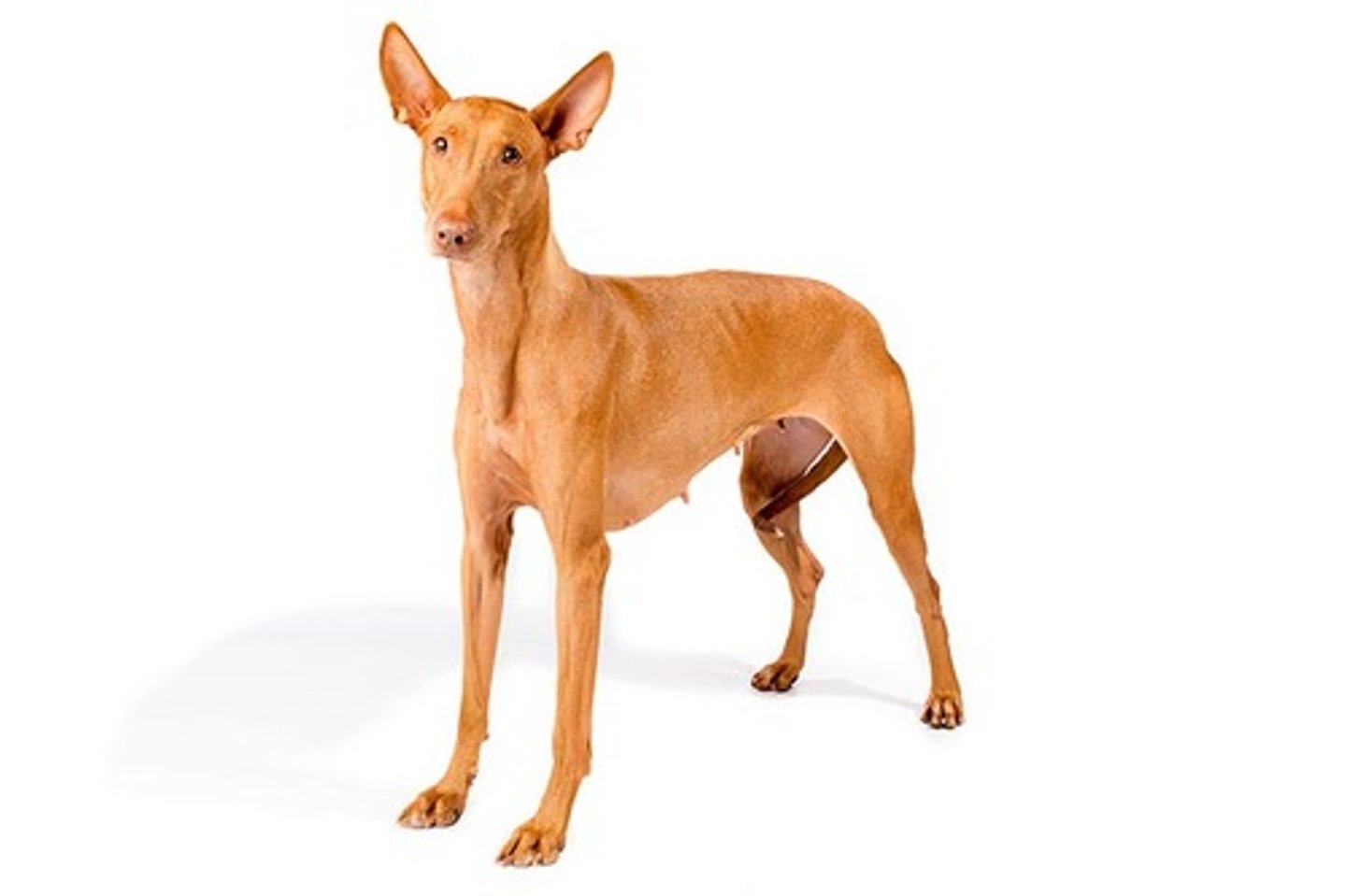 <p>Friendly, Smart, Noble</p><p>AKC Breed Popularity: Ranks 168 of 194</p><p>Height: 23-25 inches (male), 21-24 inches (female)</p><p>Weight: 45-55 pounds</p><p>Life Expectancy: 12-14 years</p><p>Group: Hound Group</p>