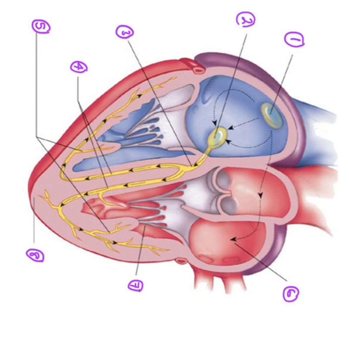 knowt flashcard image