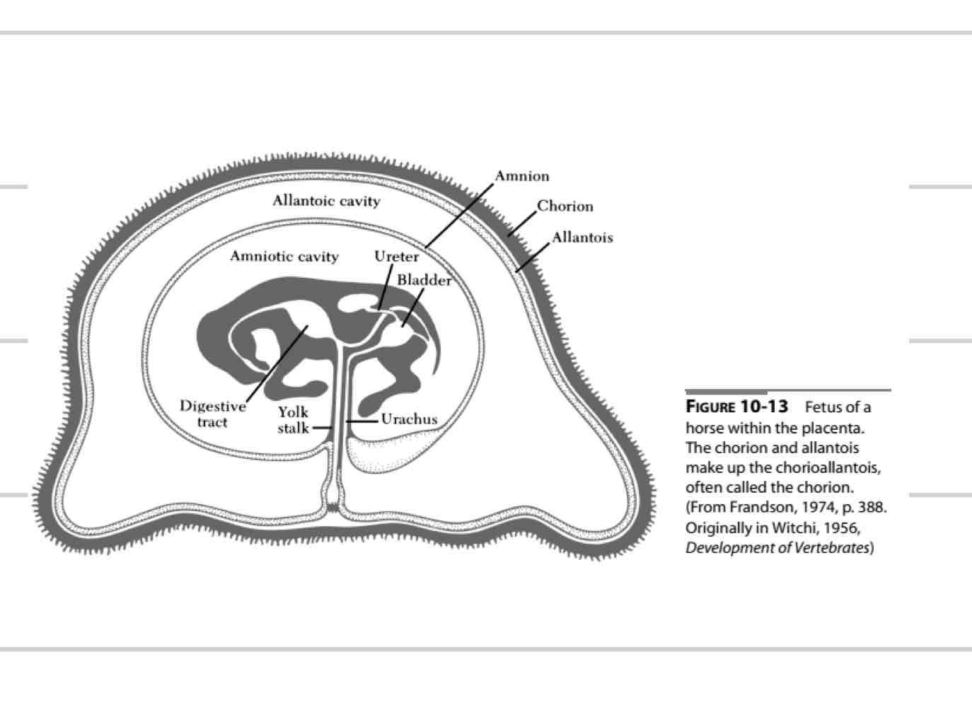 <ul><li><p>Facilitates waste and nutrient exchange</p></li><li><p>Hormone production for maintaining pregnancy</p></li><li><p>No direct exposure of fetal/maternal blood</p></li></ul>