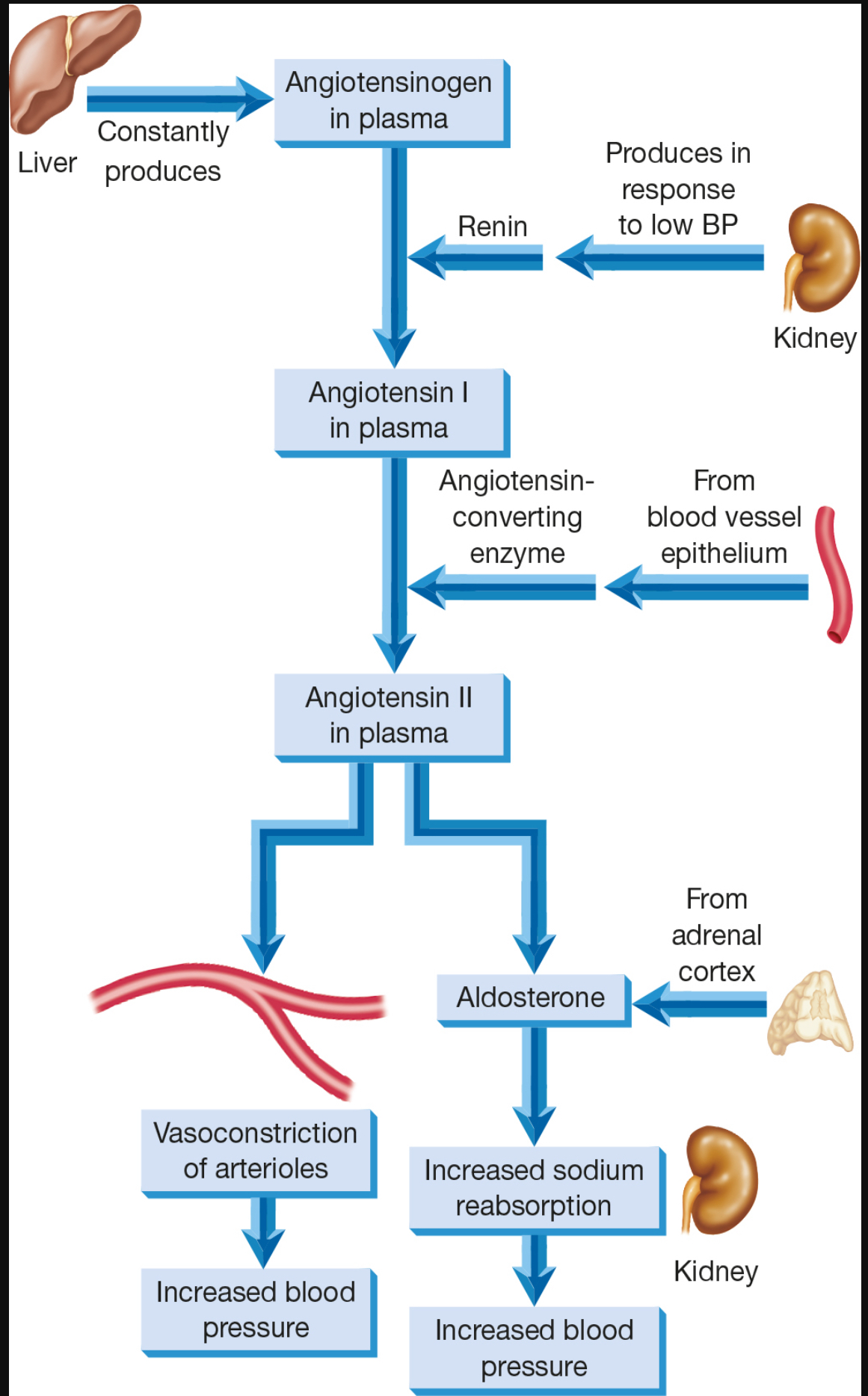 <ol><li><p>Renin secreted by kidney </p></li><li><p>Liver releases angiotensin I</p></li><li><p>Angiotensin I is converted to angiotensin II in the presence of ACE (angiotensin converting enzyme)</p></li><li><p>Aldosterone can be secreted from angiotensin II</p></li></ol><p></p>