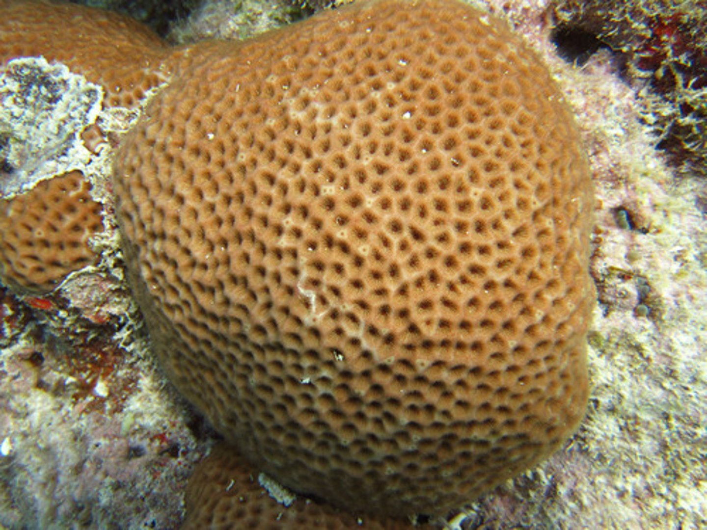 <p>3D boulder like corals where growth is fairly uniform in all directions</p>