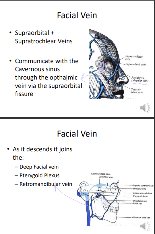 <p>supraorbital and supratrochlear veins join it</p><p>communicates with the cavernous sinus through the ophthalmic vein via the supraorbital fissures</p><p>as it descends, it joins the deep facial vein (brings deoxygenated blood from the pterygoid plexus), pterygoid plexus and retromandibular vein</p>