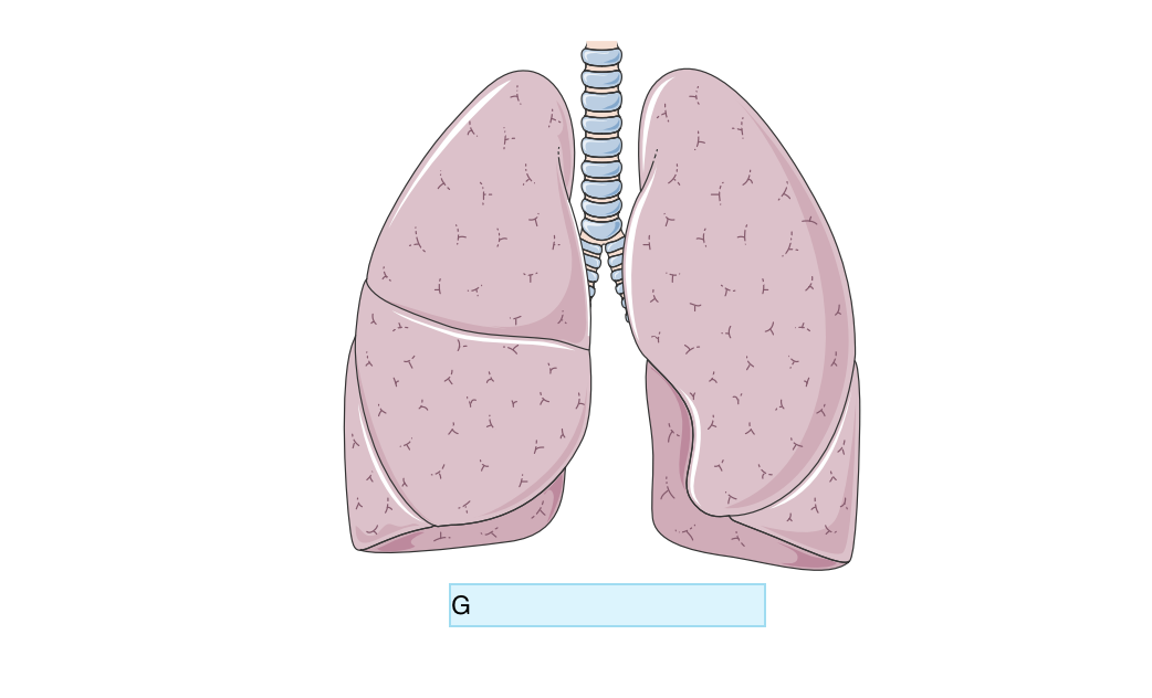 <p>Identify Organ G</p>