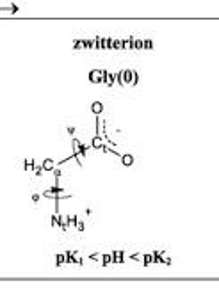 <p>A form of an amino acid that has both a positive and negative charge, existing between the pKa values of the amino and carboxyl groups.</p>