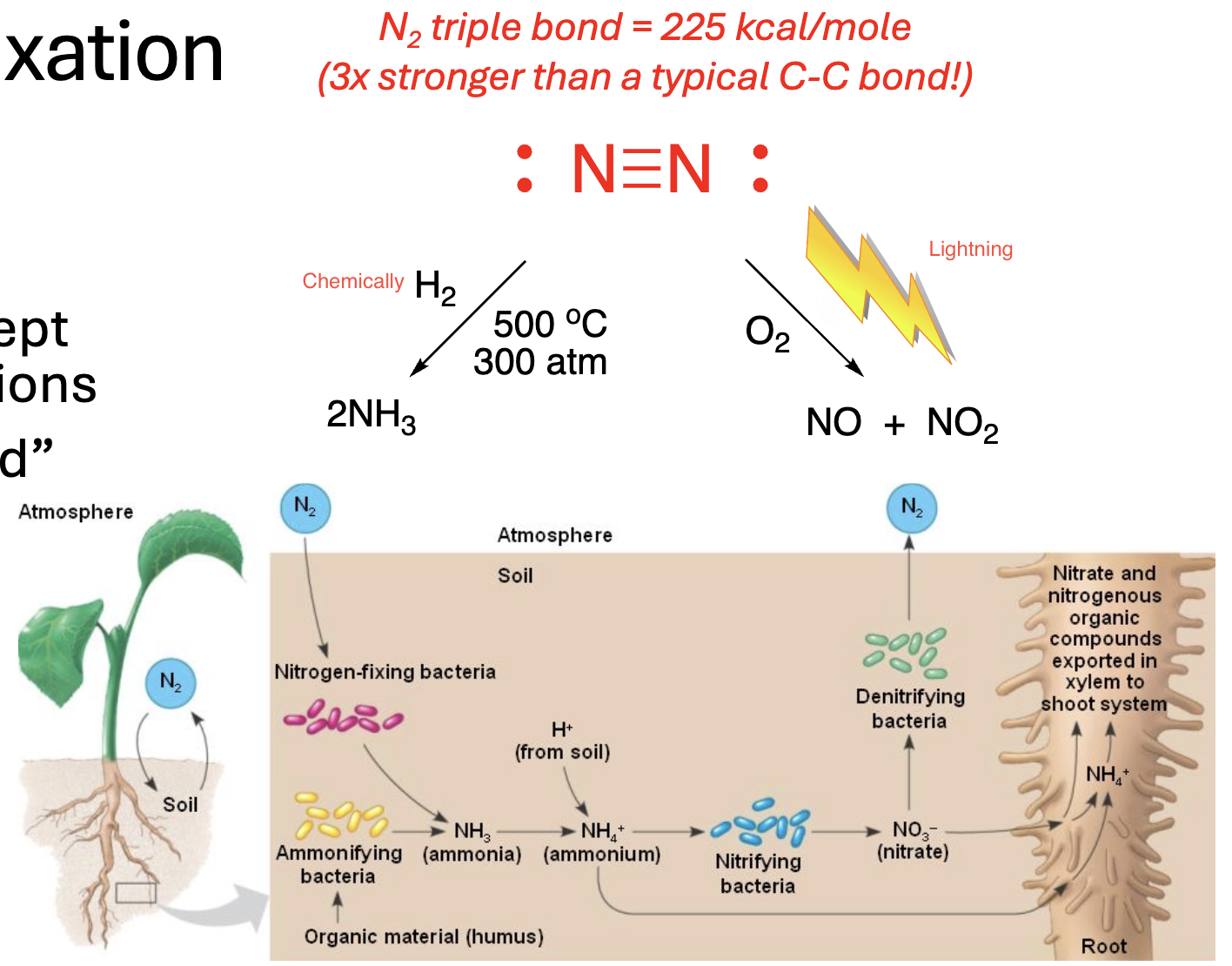 <p>Nitrogen (N2 ) Fixation</p><ul><li><p>__% of Earth’s atmosphere, but it’s __________, except under special conditions</p></li></ul><ul><li><p>Nitrogen can be “fixed” in 3 ways:</p></li></ul><ol><li><p>__________ (Haber Process)</p></li><li><p>__________</p></li><li><p>__________</p></li></ol><p></p>