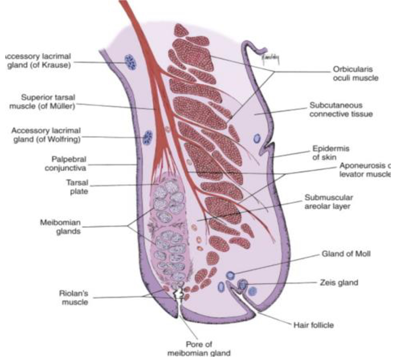 <p>1-mueller’s muscle 2- tarsal plate 3- meibomian glands 4- muscle of Riolan 5-orbicularis oculi 6-aponeurosis or levator muscle 7- gland of moll 8- Zeis gland</p>