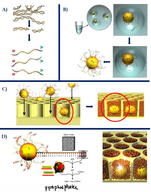 <ol><li><p>Library construction = nebulization, adapter ligation, biotin-tagged DNA attaches to streptavidin in beads </p></li><li><p>Emulsion PCR </p></li><li><p>DNA-enriched beads to picotiter wells + smaller beads containing enzymes (ATP sulfurylase, luciferase, and apyrase)</p></li><li><p>Single nucleotide is flown, signal detection (base calling), wash/degrade remaining bases </p></li><li><p>Sequencing = image/signal processing </p></li></ol><p></p>