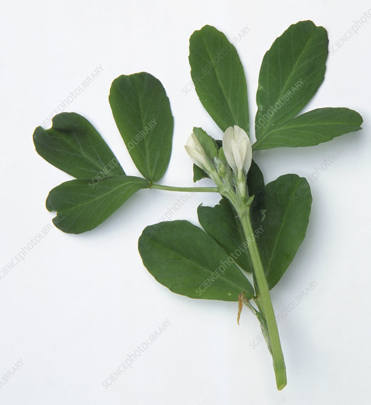 <p>Griechischer Bockshornklee</p>