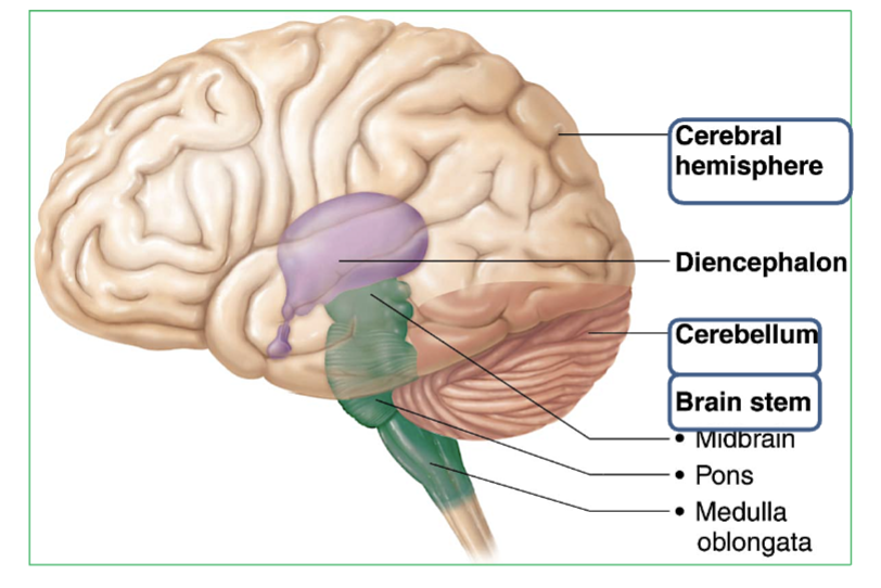 <ul><li><p>The <strong>cerebrum</strong> is in the whole top part of the brain. sits above the <strong>brainstem</strong> and <strong>cerebellum</strong>, and is divided into <strong>left and right hemispheres</strong>.</p></li></ul><p>→ It’s responsible for sensation, communication, memory, understanding, and voluntary movement</p>