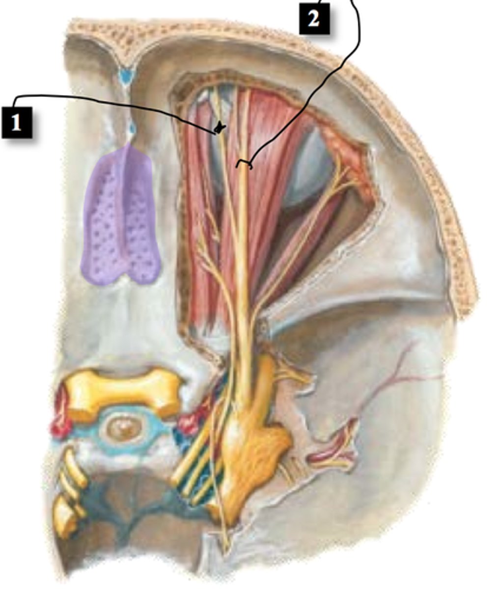 <p>Label Nerve 2</p>