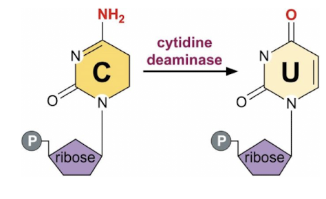 <p><strong>The RNA of apo-B is edited by a process that changes a specific cytidine</strong> (C) <strong>to uridine </strong>(U) <strong>via cytidine deaminase found in the small intestine <u>not liver &amp; is expressed only at certain developmental stages</u></strong>, </p><p>resulting in the production of two different protein isoforms, <span style="color: green;"><strong><span>Apo B-100 and Apo B-48, </span></strong></span>which have distinct functions in lipid metabolism</p><img src="https://knowt-user-attachments.s3.amazonaws.com/5aa26bcb-e276-45e2-a21c-2010a1385aef.png" data-width="25%" data-align="center"><p></p>