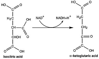 <p>Which compound is being reduced in the reaction shown in the figure?</p><ol><li><p>NADH</p></li><li><p>isocitric acid and α-ketoglutaric acid</p></li><li><p>α-ketoglutaric acid and NAD+</p></li><li><p>NADH and isocitric acid</p></li><li><p>NAD+</p></li></ol><p></p>