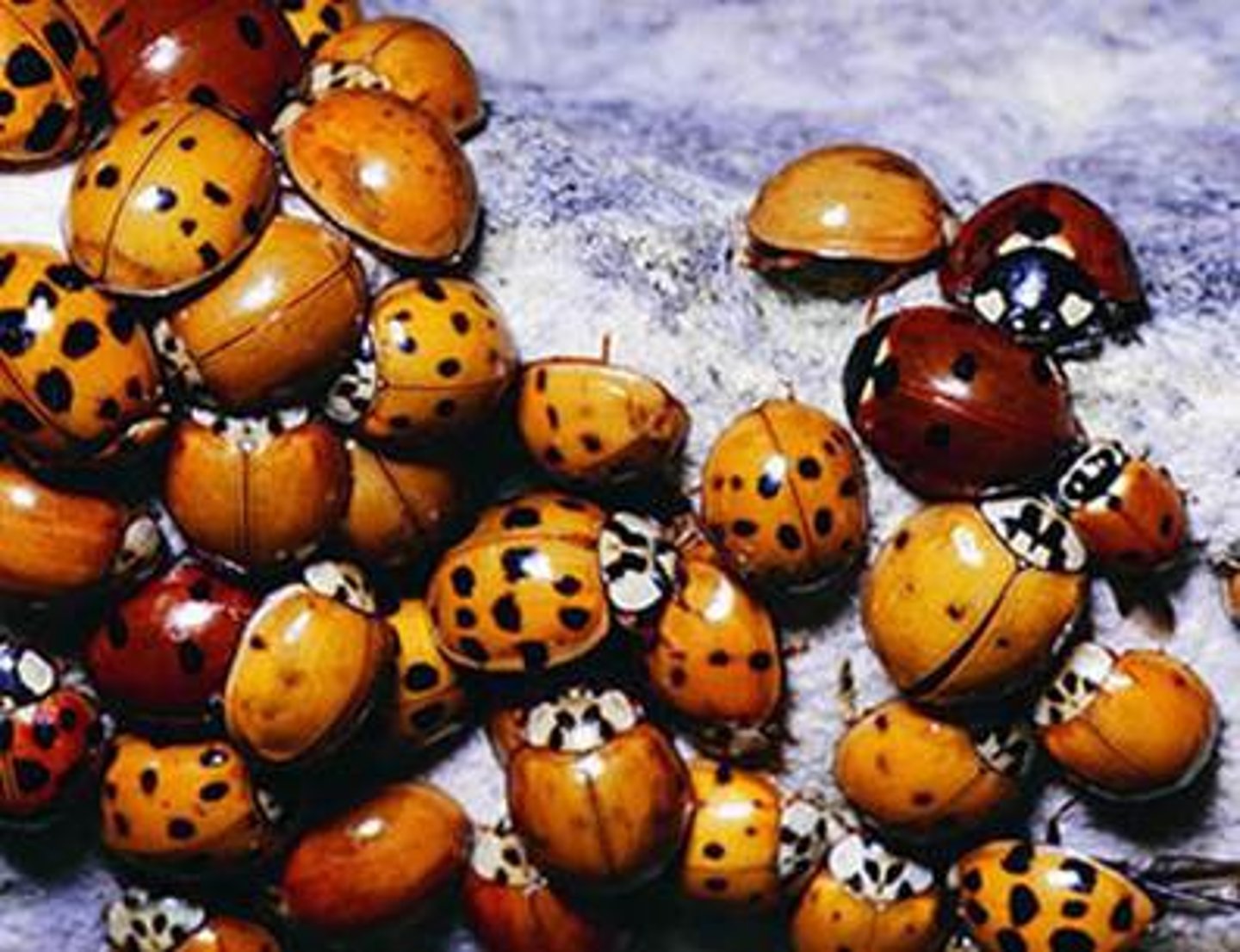 <p>source of genetic variation caused by the unlimited number of possible sperm &amp; egg combinations</p>