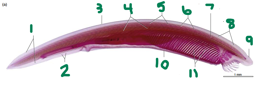 <p>What is this animal?</p>