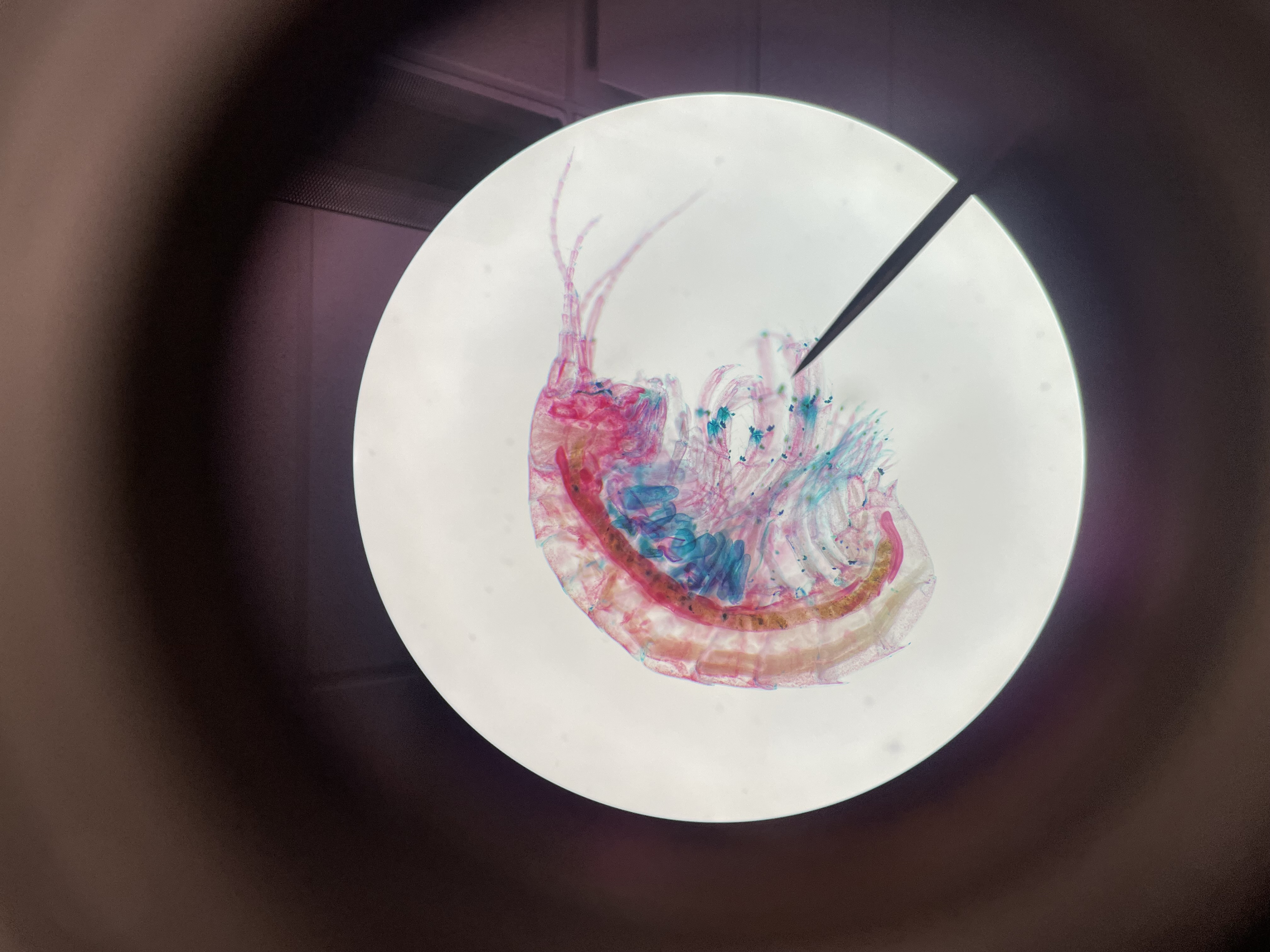 <p>Subphylum</p><p>class</p><p>Order</p><p>Genus</p>