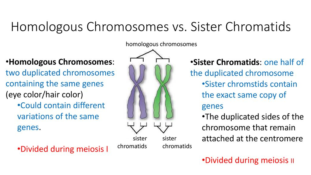 <p>the two chromatids on a chromsome that are identical to each other.</p><p>during interphase 1 the chromatid number duplicates so you have enough DNA</p>