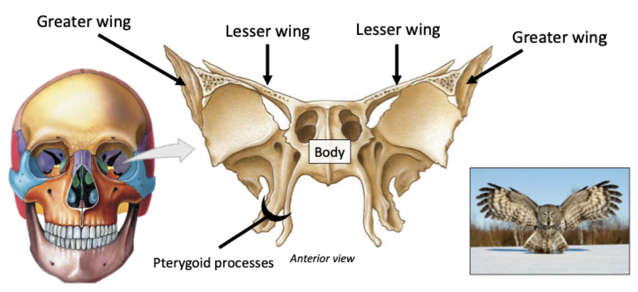 <p>Pterygoid Process- attachment for muscles of mastication</p>