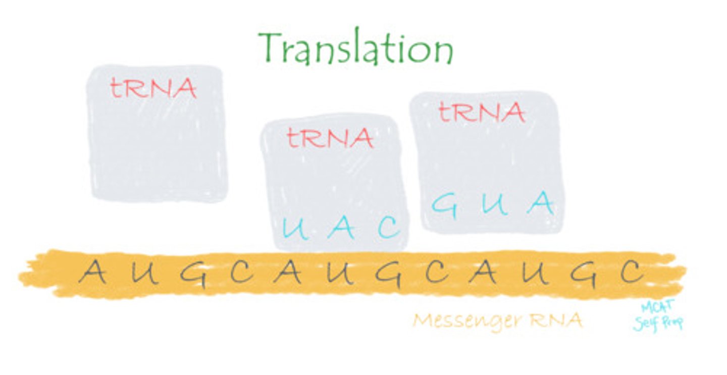 <p>(B) Translation</p><p>Protein is generated using RNA as instructions in a process known as translation.</p>