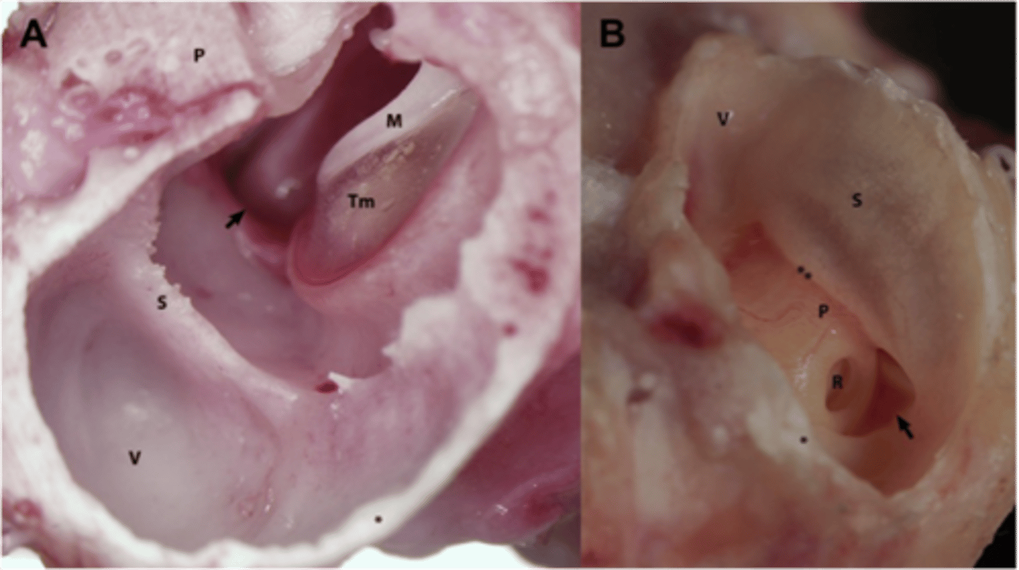 <p>Which ear (A or B) belongs to a dog? How can you tell?</p>