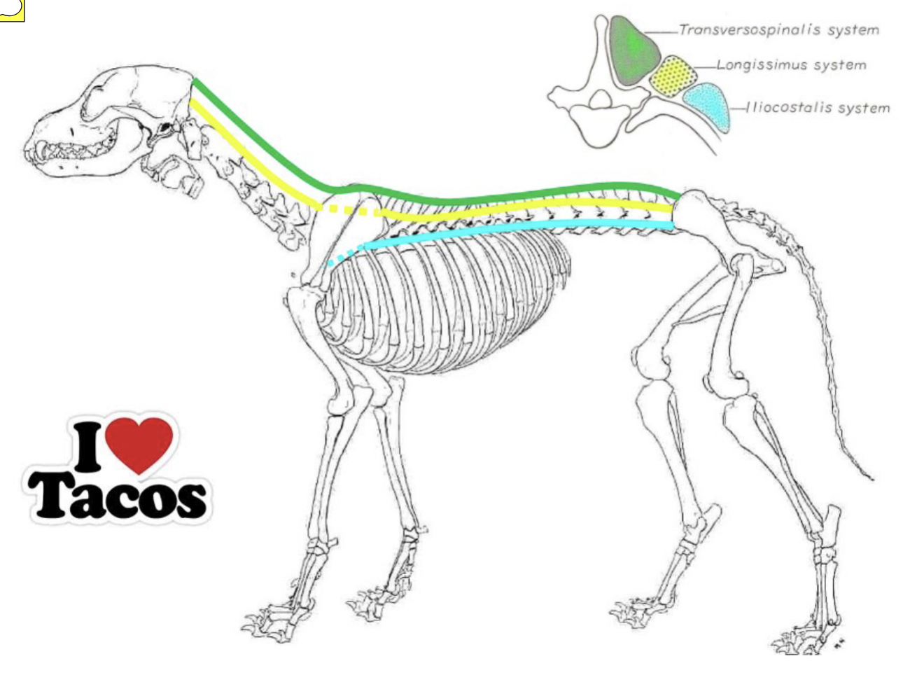 <p>I Love Taco’S</p><p>Transversopinalis mm.</p><p>Longissimus mm.</p><p>iliocostalis mm.</p>