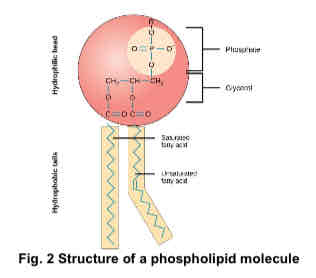 <ul><li><p>phospholipids are primarily responsible for the physical properties of the cell membranes</p></li><li><p>a molecule consists of</p><ul><li><p>two fatty acid chains linked to two of the three carbons of the glycerol molecule</p></li><li><p>phosphate group is attached to the last carbon of the glycerol molecule</p><ul><li><p>the phosphate group is electrically charged, making it hydrophilic</p></li><li><p>the fatty acid chains are hydrophobic</p></li></ul></li></ul></li><li><p>hence phospholipid molecules are amphipathic molecules due to their distinctive hydrophobic regions</p></li></ul>