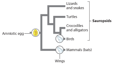 <p>the amniotic edd is a(n) _ trait because it is a trait that evolved once in the common ancestor of sauropsids and mammals.</p><p>analogous</p><p>homologous</p>