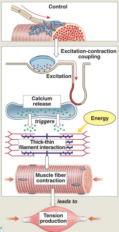 <p>The action potential in a motor neuron causes what neurotransmitter to be released from the motor neuron terminal?</p>
