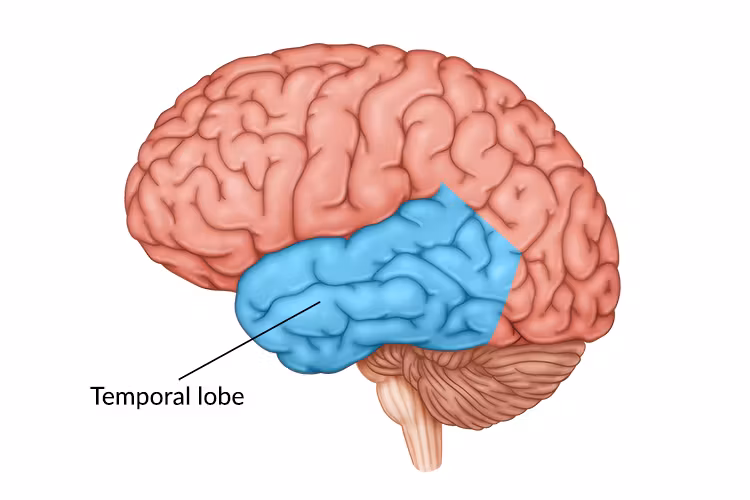 <p>auditory processing, some memory, smell, vision (temporal temple near ears)</p>