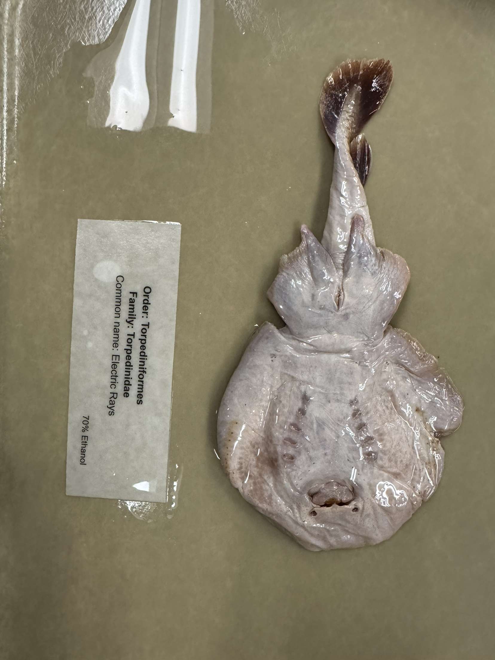 <p>Torpediniformes</p>