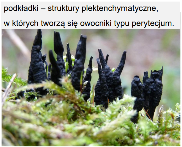 <p>-rząd Sordariales (Ascomycota)<br>-tzw. “palce umarlaka”<br>-podkładka - tkanka w której znajdują się perytecja, na zewnątrz wystają tylko ostiole</p>