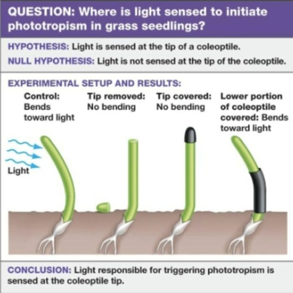 <p>A plant behavior that involves growth towards light.</p>