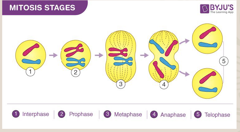 <p>The process of cell replication where one cell divides to produce two identical cells.</p>