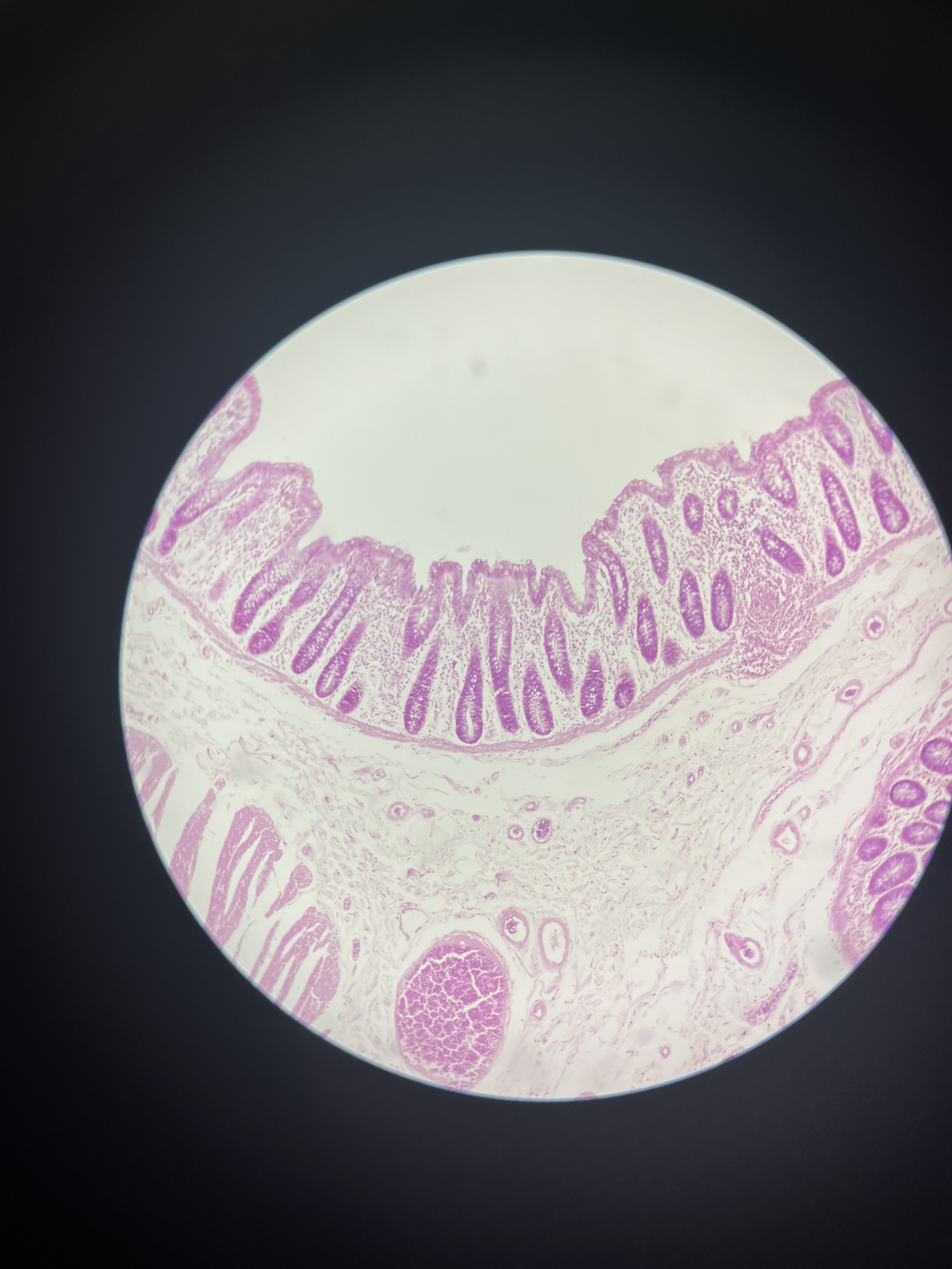 knowt flashcard image
