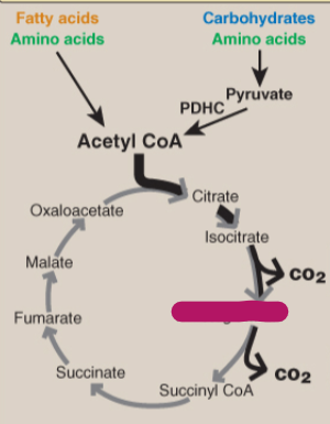 <p>Label the TCA cycle.</p>