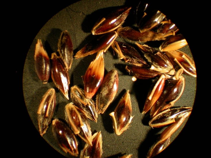 Sorghum halepense
