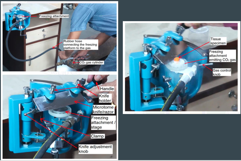 <ol><li><p>Freezing attachment</p></li><li><p>Rubber hose connecting the freezing platform to the gas</p></li><li><p>CO2 gas cylinder</p></li><li><p>TIssue specimen</p></li><li><p>Freezing attachment emitting CO2 gas</p></li><li><p>Gas control knob</p></li><li><p>Handle</p></li><li><p>Knife holder</p></li><li><p>Microtome knife/razor</p></li><li><p>Freezing attachment/stage</p></li><li><p>Clamp</p></li><li><p>Knife adjustment knob</p></li></ol><p></p>